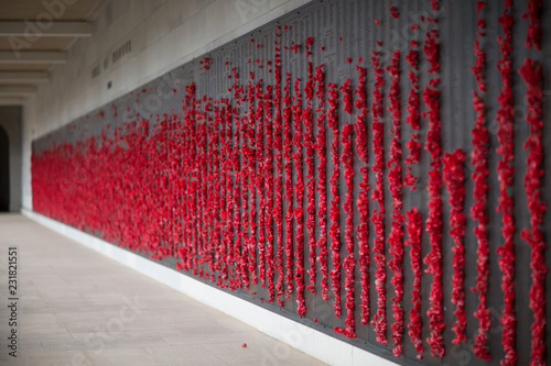 Poppies for our memorial day