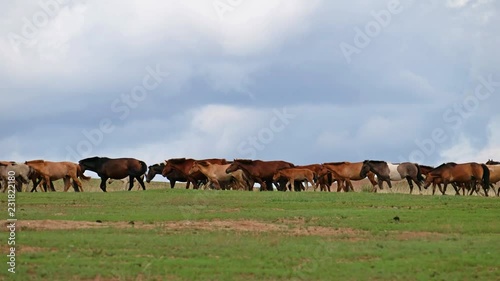 Herd of horses in grassland near mongolian sand dune desert Altan Els. Mongolia photo