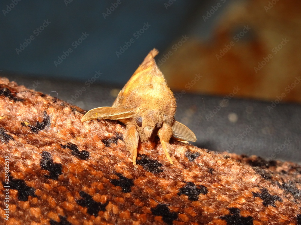 Obraz premium Drinker Moth, Euthrix potatoria, male
