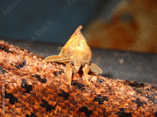 Drinker Moth  Euthrix potatoria  male