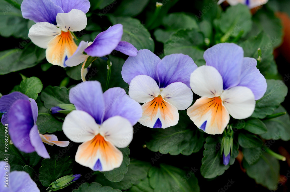 パンジーの花 パンジーの花