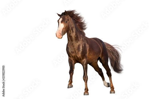 Red horse run gallop isolated on white background