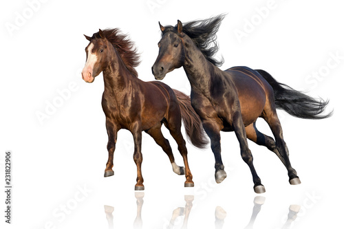 Two horse run gallop isolated on white background