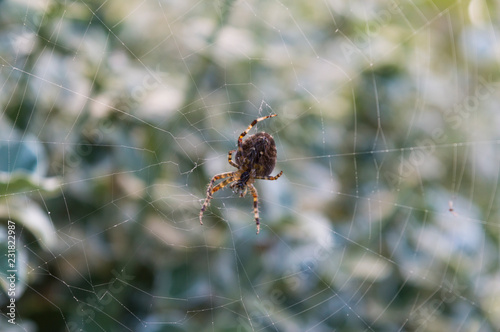 Spinne im Netz in der Natur © hoch3fotografie