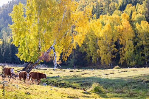 xinjiang baihaba villages in autumn