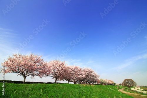 Japanese landscape with cherry blossoms