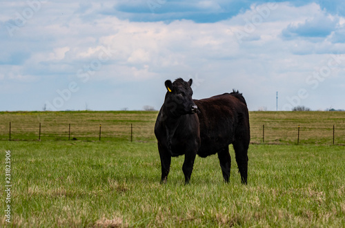 Angus heifer in an empty field