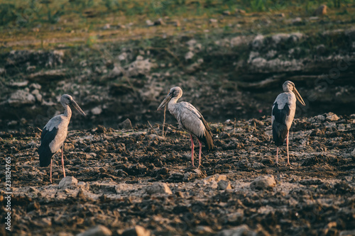 Storks in land