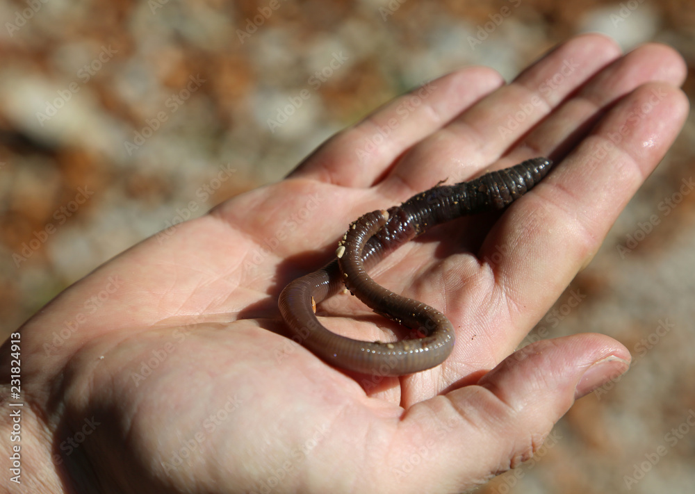 Fototapeta premium child with a large creepy earthworm