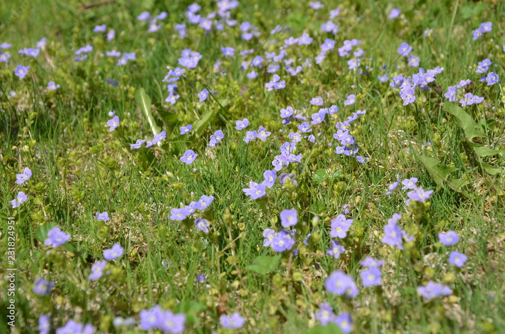 flower flower