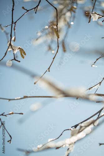 Frozen branch with burgeons. Ice, winter, spring