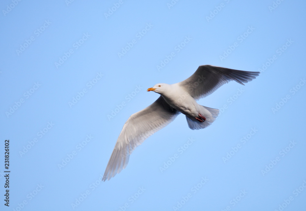 Glaucous Gull (Larus hyperboreus) on the wing - Arctic Glaucous Gull (Larus hyperboreus) on the wing - Arctic
