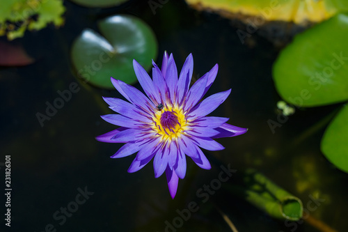 Beautiful lotus flower on water background with leaves in garden