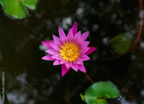 Beautiful lotus flower on water background with leaves in garden
