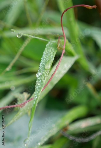 Dew drops on leaves of the grass in the morning, background in nature, macro.
