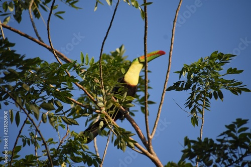 bird on tree