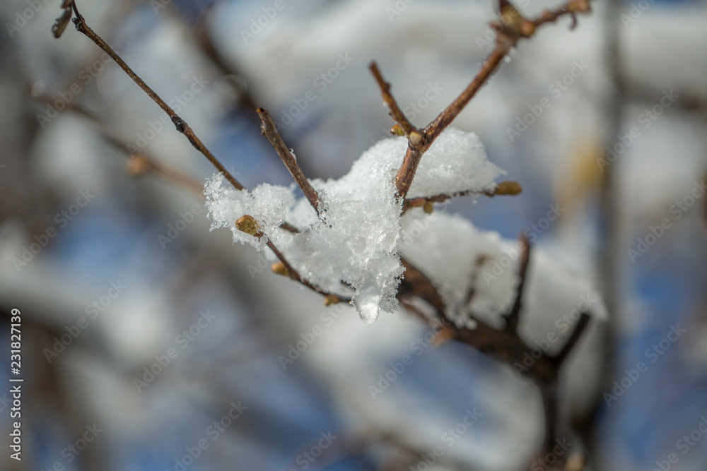 Frozen branch with burgeons. closeup shot. macro