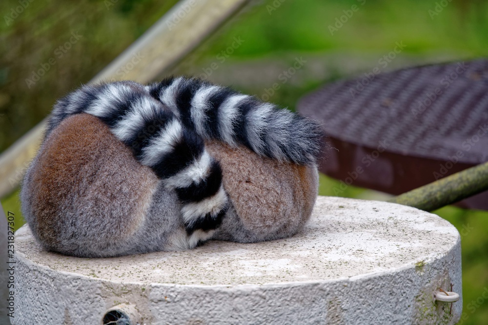 Obraz premium ringtailed lemurs in zoo