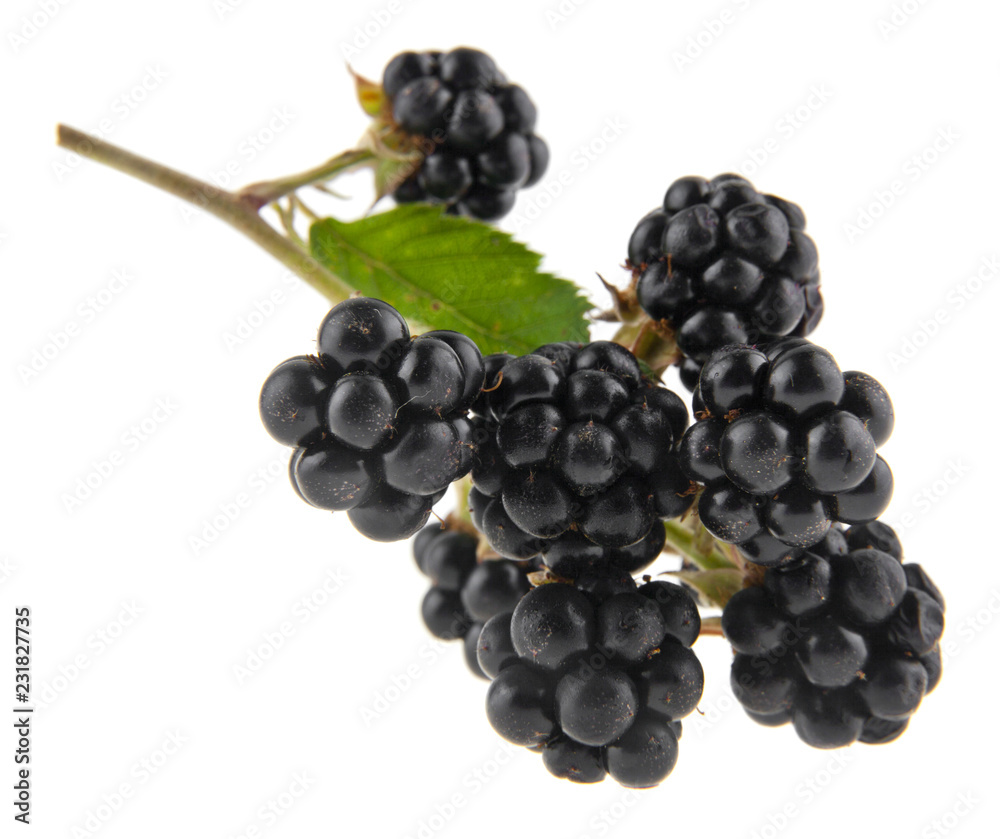 blackberry isolated on white background close up