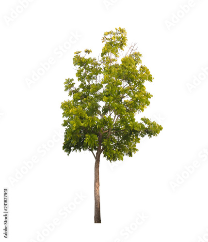 Isolated tree with green leaf on white background.