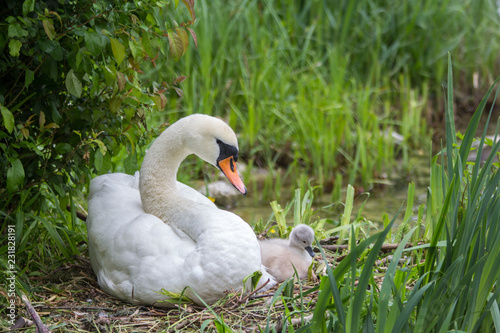 Swan mother with baby cygnet sitting in the brooding nest at the Rhine river side