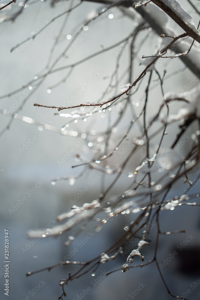 Frozen branch with burgeons