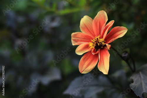 Fiore arancione su sfondo scuro