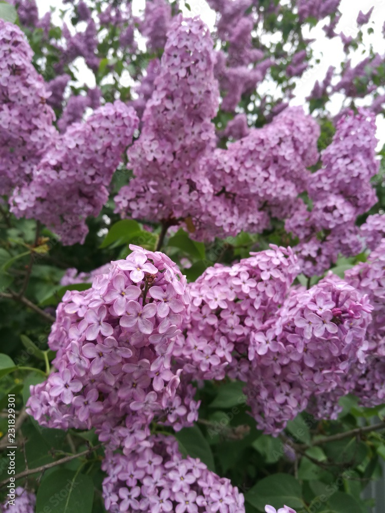 purple lilac in the garden