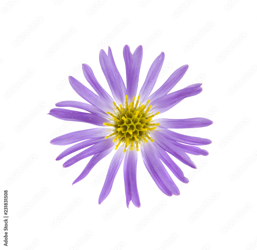 alpine aster isolated on white background
