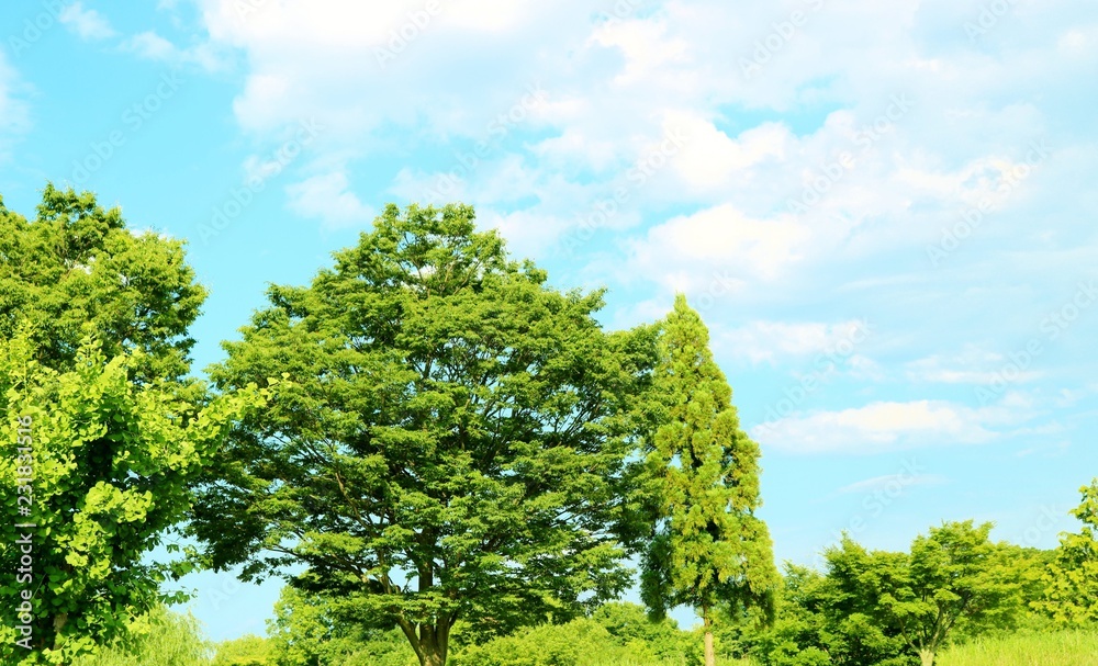 新緑　風景　渡良瀬　茨城