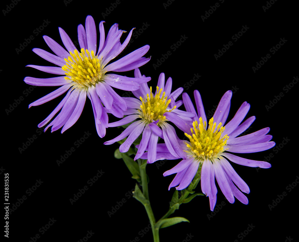 alpine aster isolated on black background alpine aster isolated on black background