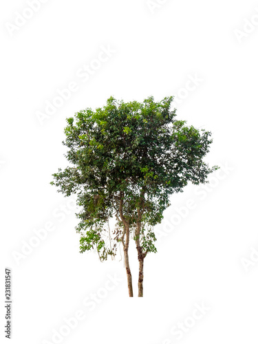 Tree with green leaf isolated on white background.