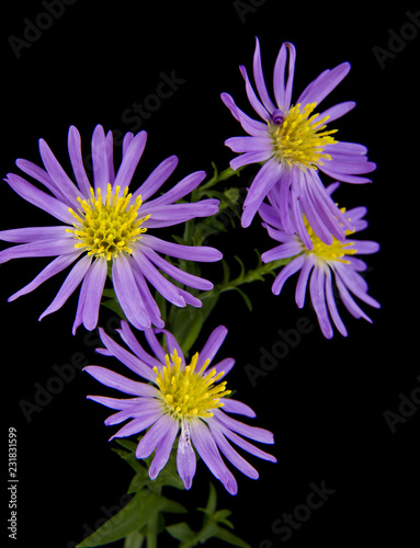 alpine aster isolated on black background