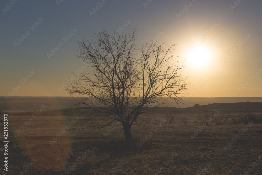 Lonely tree at sunset in autumn time