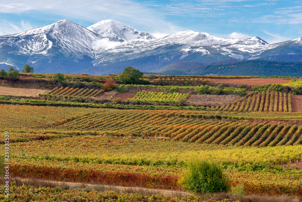 Vineyards with San Lorenzo mountain as background, La Rioja, Spain