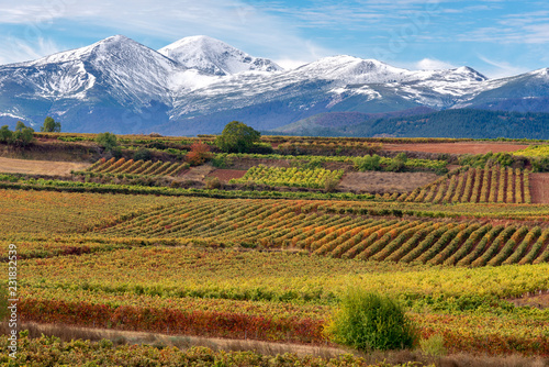 Obraz na płótnie Vineyards with San Lorenzo mountain as background, La Rioja, Spain w salonie