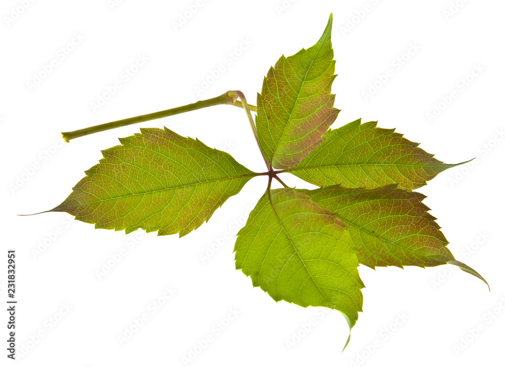 autumn grape leaves isolated on white background autumn grape leaves isolated on white background