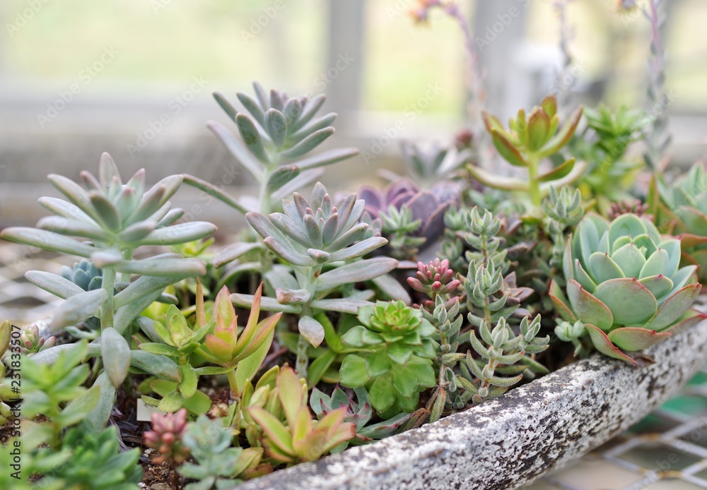 おしゃれな多肉植物の寄せ植え Stock Photo Adobe Stock