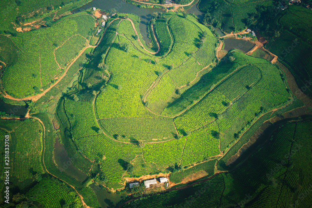 Fototapeta premium Tea plantation viewed from the air.