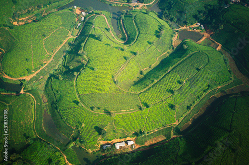 Tea plantation viewed from the air.