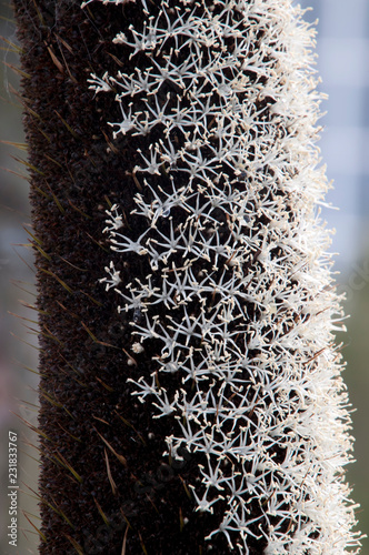 Sydney Australia, close-up of a native australian grasstree flower spike photo