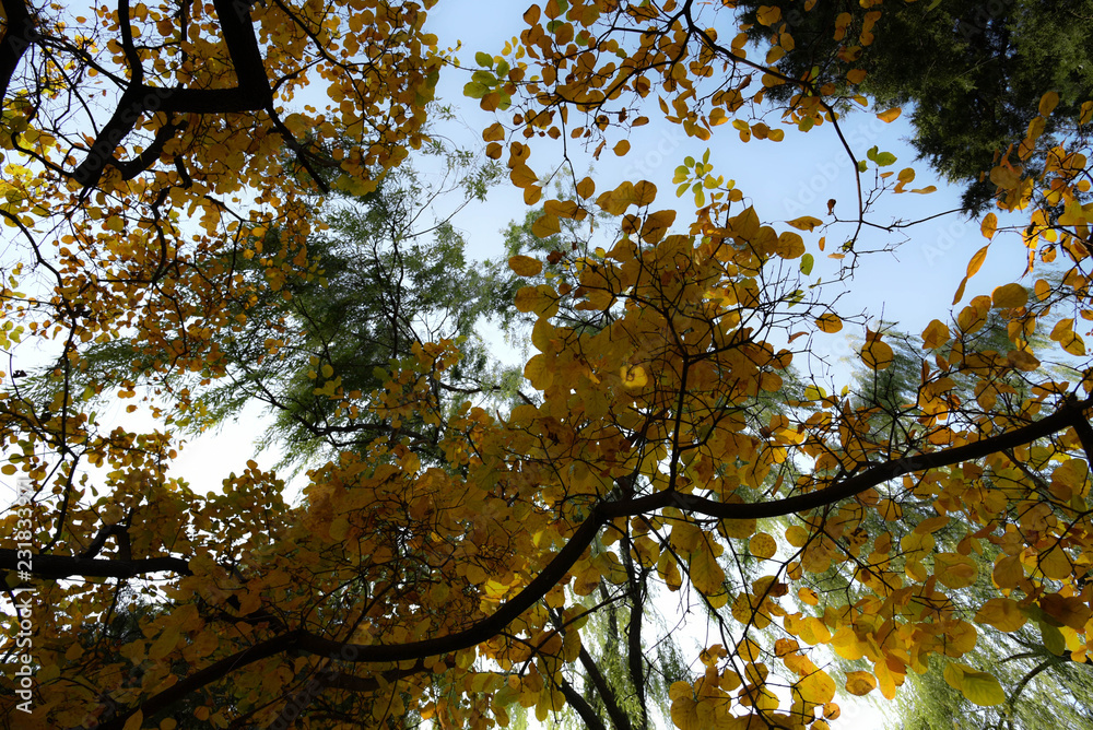 Fototapeta premium yellow tree in autumn