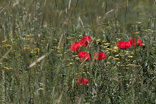 Fototapeta Naklejka Na Ścianę i Meble -  Beautiful Poppy Flowers Among the Grass