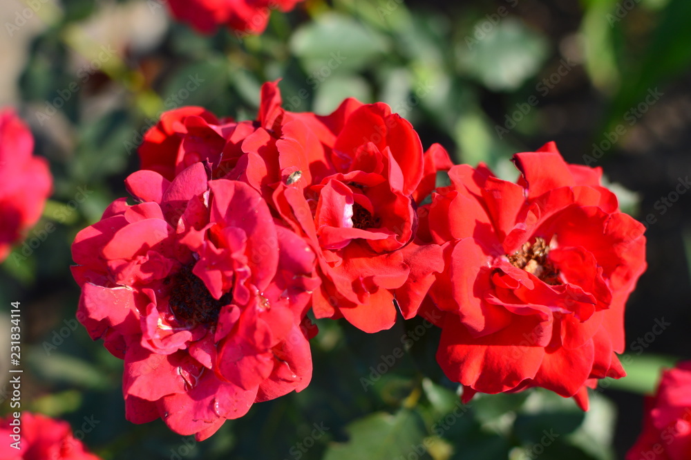 red rose in garden