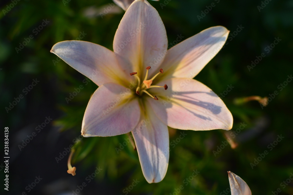 Fototapeta premium pink - white lily