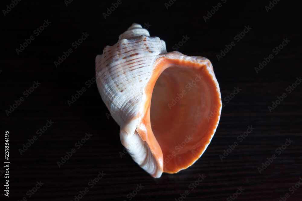 Beautiful seashell close-up on a dark background