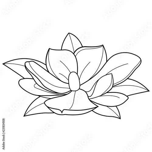 Magnolia flower. Vector black and white coloring page