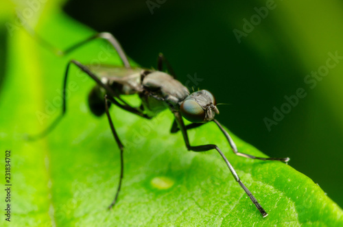 macro insect in the nature