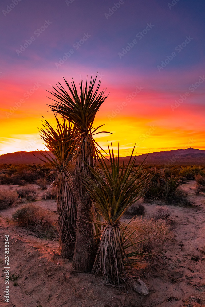 Colorful Desert Sunset 