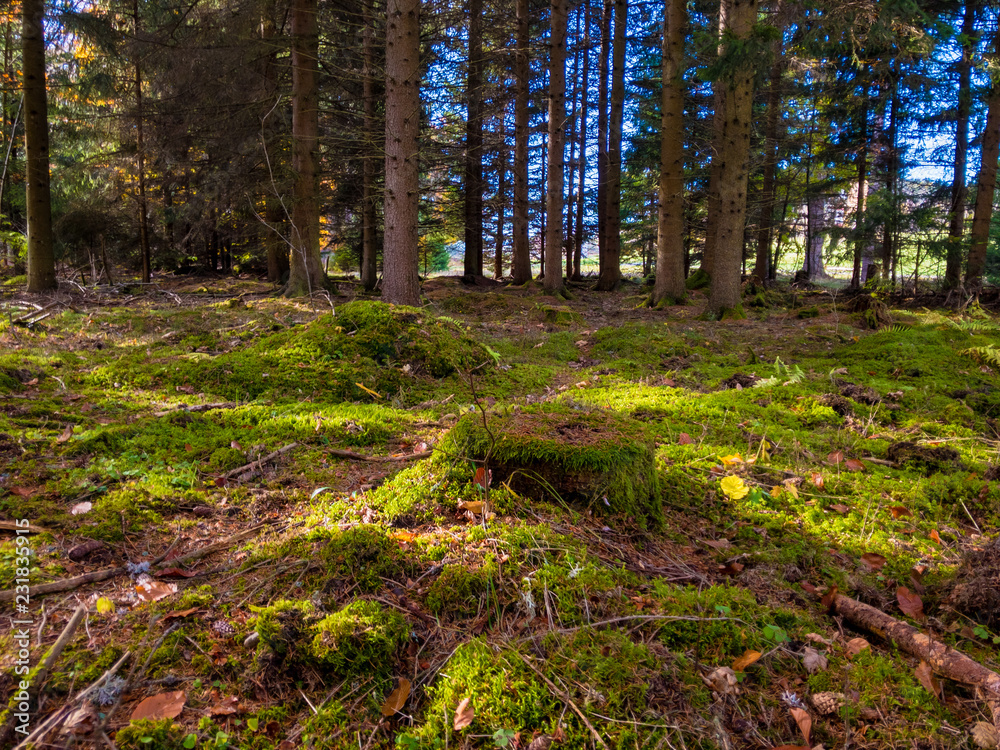 Fototapeta premium black forest in autumn